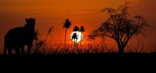 美洲虎，昂贵，日落，木材Komputer，Grafik