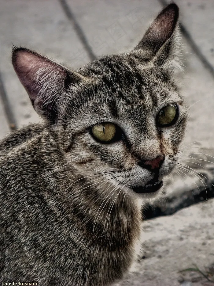 猫，毛茸茸，美丽