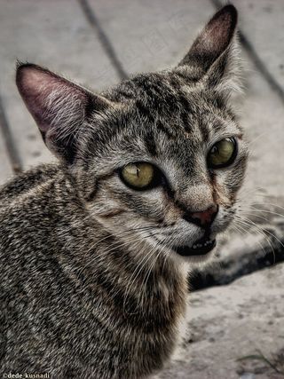 猫，毛茸茸，美丽