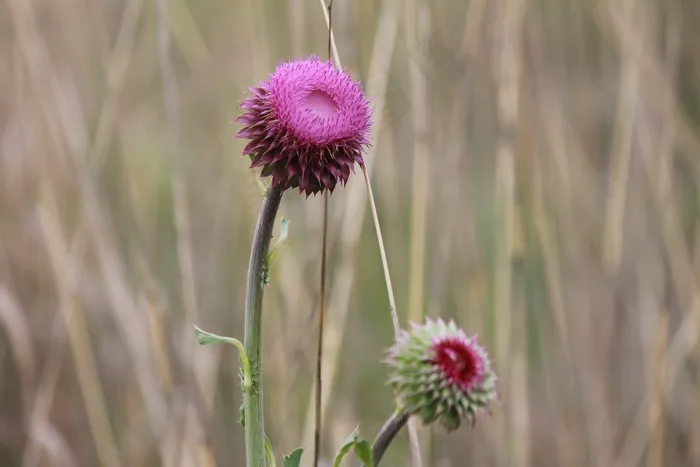 蓟，野花，性质，自然，植物，植物群