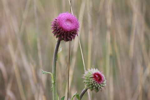 蓟，野花，性质，自然，植物，植物群