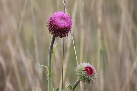 蓟，野花，性质，自然，植物，植物群