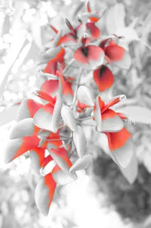 心，花，Bnnrrb，芭芭拉·波南诺，照片，叶