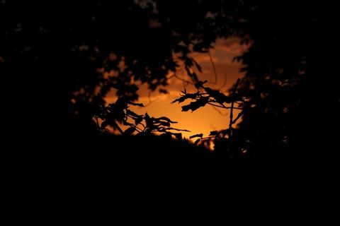 森林，日落，叶子，树，天空，环境，晚上