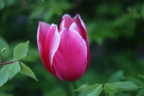 郁金香,花,紫色,春天,鲜花,自然 郁金香,花,紫色,春天,鲜花,自然
