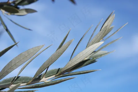 橄榄,树枝,叶子,天空 橄榄,树枝,叶子,天空