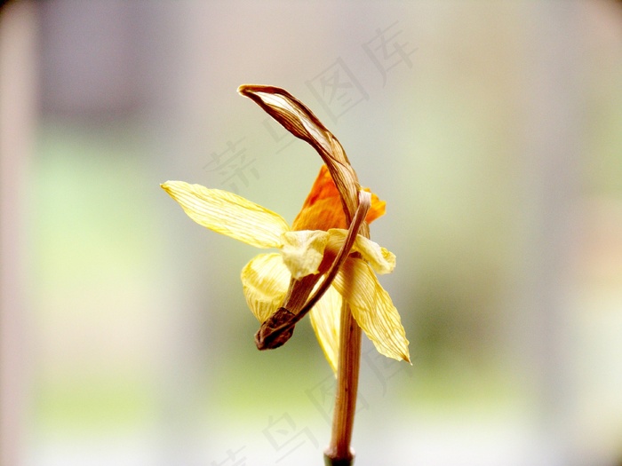 水仙，枯萎，褪色，开花，盛开，关闭