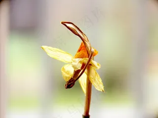 水仙，枯萎，褪色，开花，盛开，关闭
