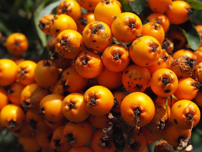 山楂，水果，水果，浆果，山梨，橙色