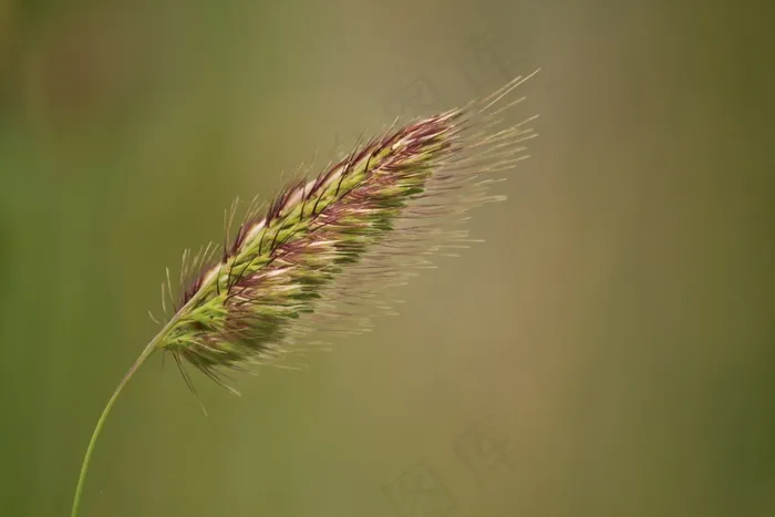 植物，草，草，平静，耳朵，夏天，性质