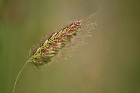 植物，草，草，平静，耳朵，夏天，性质