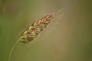 植物，草，草，平静，耳朵，夏天，性质