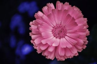 非洲菊，Germini，花，春天，感情，香