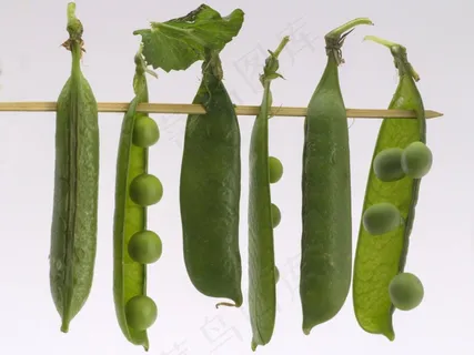 蔬菜,豌豆,宏,脱壳豌豆,静物,豆荚 蔬菜,豌豆,宏,脱壳豌豆,静物,豆荚