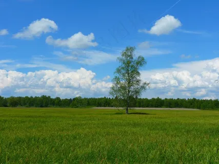 草原,天空,树,自然公园,体育场馆,景观与树在草地上