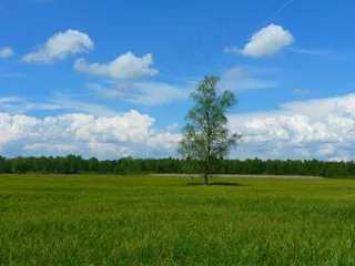 草原,天空,树,自然公园,体育场馆,景观与树在草地上