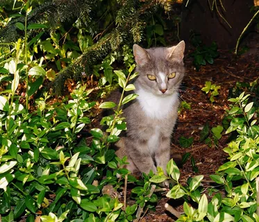 猫,头,毛皮,毛茸茸,老鼠猎人,隐藏,图层 猫,头,毛皮,毛茸茸,老鼠猎人,隐藏,图层