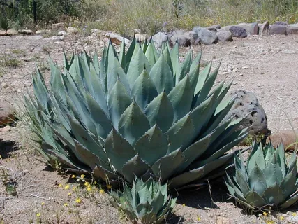 龙舌兰,Agavengewächs,植物 龙舌兰,Agavengewächs,植物