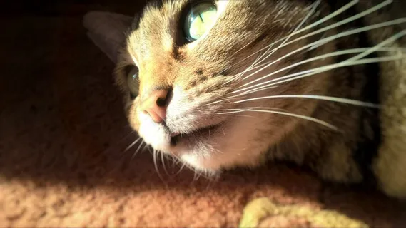 猫，猫脸，动物肖像，毛皮，眼睛，晶须