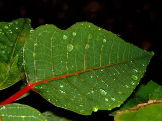 叶子，植物，绿色，叶子，雨，湿