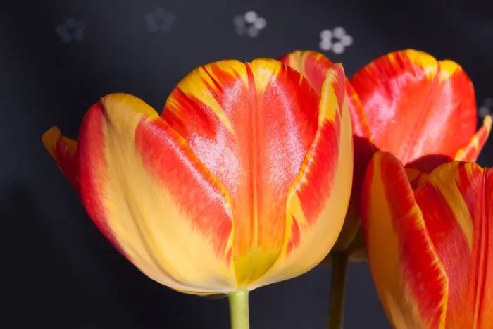 郁金香，花束，百合，春天，性质，鲜花
