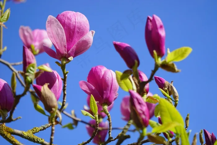 玉兰，玉兰开花，开花，紫色