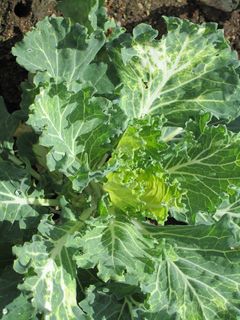 植物，自然，花园，绿色，叶子，春天