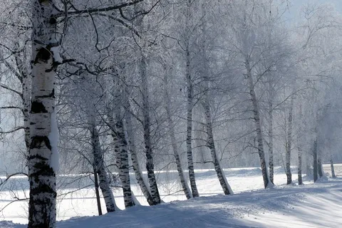 树木，成熟，雪，冷，冬天，寒冬，自然