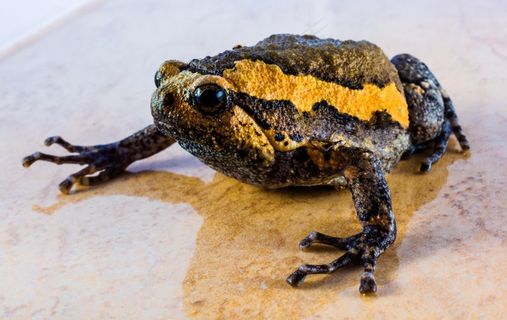 蟾蜍，阿努兰人，青蛙，两栖动物