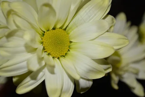 雏菊,花,花瓣,花瓣,盛开,盛开,新鲜 雏菊,花,花瓣,花瓣,盛开,盛开,新鲜
