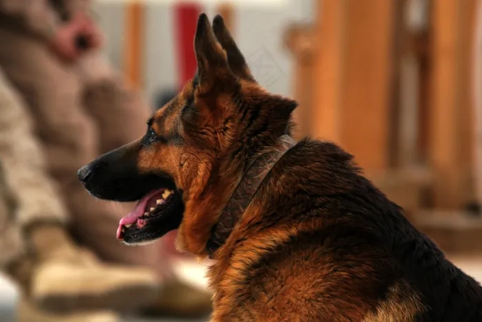 德国牧羊犬，狗，犬，服务，军事