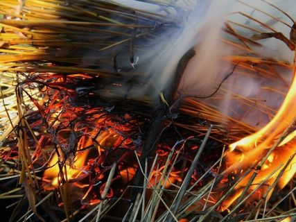 花卉,火堆,树,熊熊烈火,虫子,火与烟