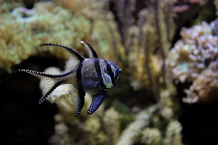 鱼，水，水族馆，水下，海洋，大海