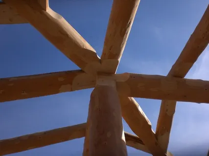 自然根，圆茎，空心房，木材，住宅