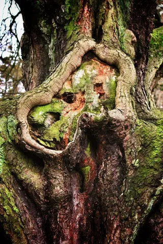 树木，树皮，森林，木，结构，图案，木质