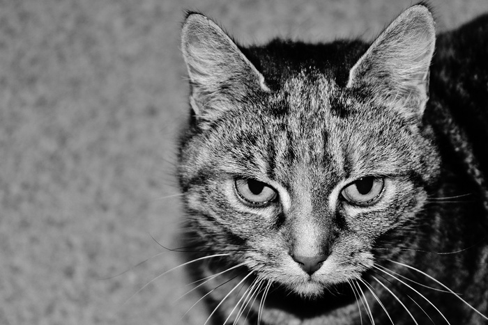 猫，猎人，动物，捕食者，猫的，自然，野生动物