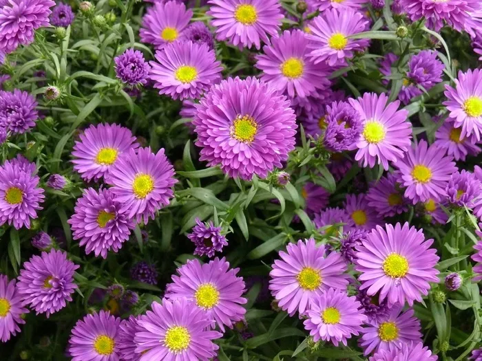 阿斯特拉，花，自然，紫色