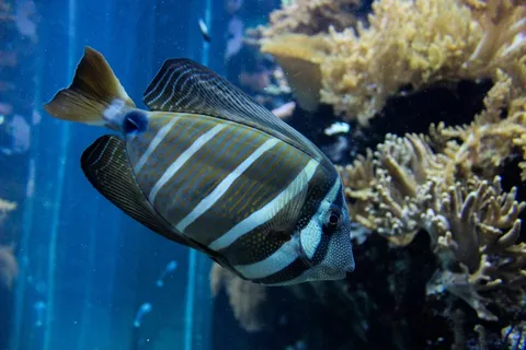 鱼，钓鱼，水族馆，费希尔，水