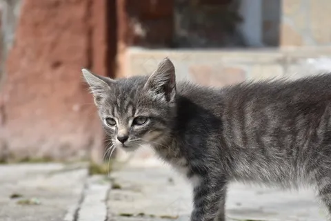 猫，年轻的猫，顽皮，宠物，灰色，猫脸，头