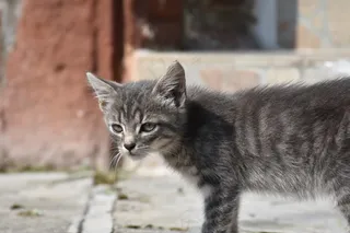 猫，年轻的猫，顽皮，宠物，灰色，猫脸，头