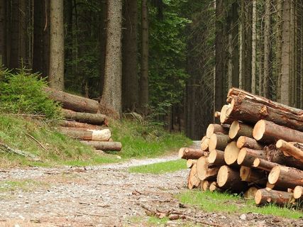 森林，林道，树木，波西米亚，应变，日志