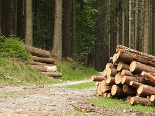 森林，林道，树木，波西米亚，应变，日志