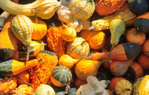 南瓜，南瓜，秋季，农场，生产，农业