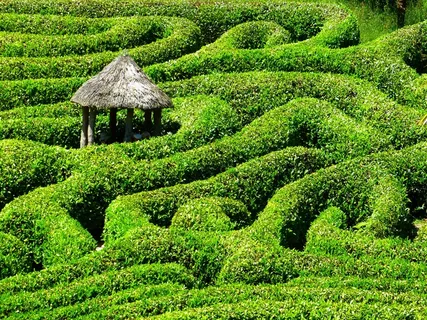 迷宫,迷宫,Glendurgan,花园,康沃尔郡 迷宫,迷宫,Glendurgan,花园,康沃尔郡