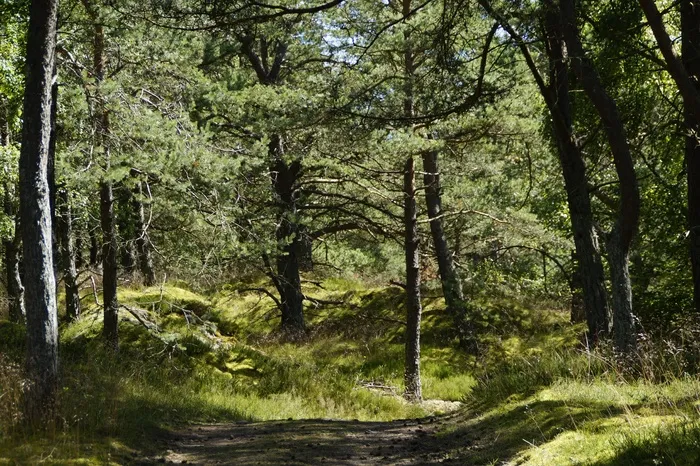沙丘，沙丘景观，草，波罗的海，湖