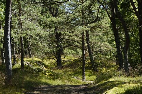 沙丘，沙丘景观，草，波罗的海，湖