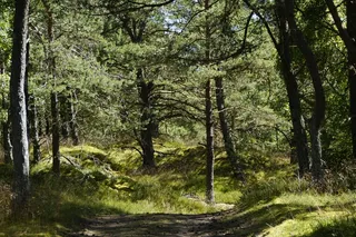 沙丘，沙丘景观，草，波罗的海，湖