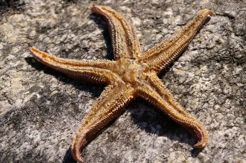 海星,星,干,结构,空气干燥,表面 海星,星,干,结构,空气干燥,表面