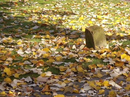 秋，列弗，叶子，植物，草，自然