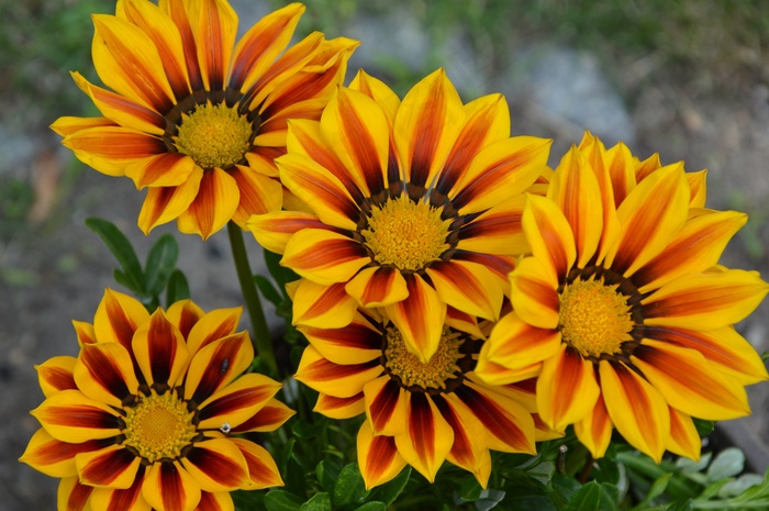 花，黄红，太阳